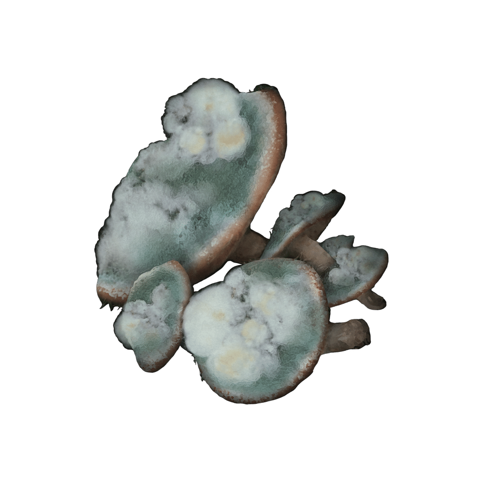 1004 Toxic Mushroom crafting materials