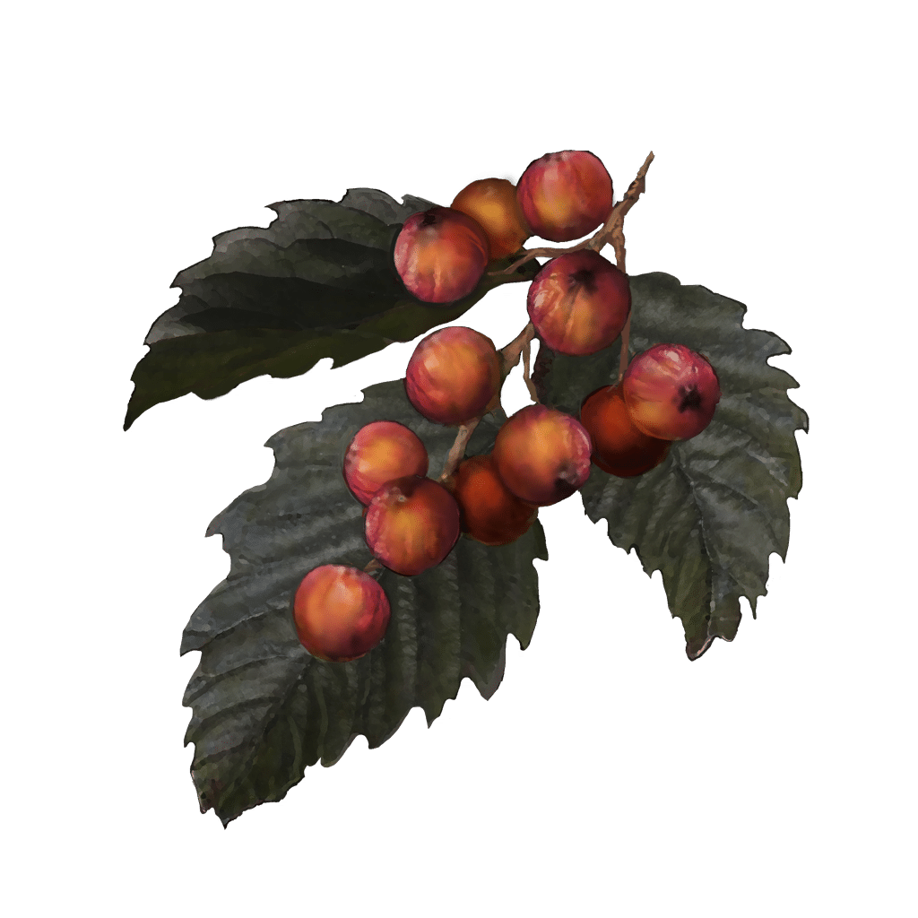 531 Rowa Fruit crafting materials