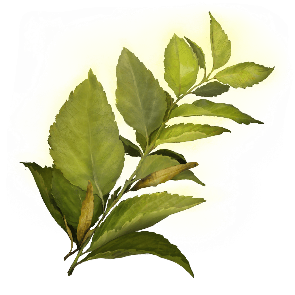 533 Herba crafting materials