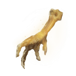 62 Gold Pickled Fowl Foot tools 62 Gold Pickled Fowl Foot tools